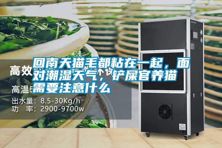 回南天貓毛都粘在一起，面對(duì)潮濕天氣，鏟屎官養(yǎng)貓需要注意什么