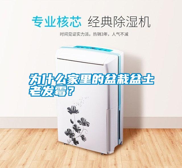為什么家里的盆栽盆土老發(fā)霉？