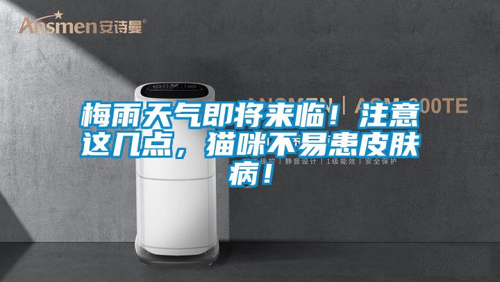 梅雨天氣即將來臨！注意這幾點，貓咪不易患皮膚病！