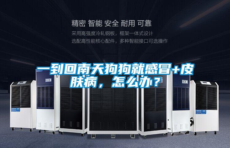 一到回南天狗狗就感冒+皮膚病，怎么辦？