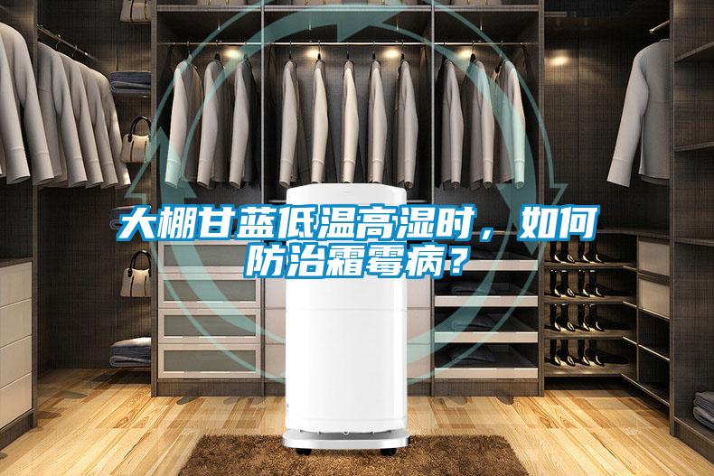 大棚甘藍(lán)低溫高濕時(shí)，如何防治霜霉??？