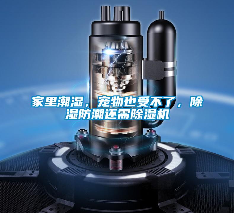 家里潮濕，寵物也受不了，除濕防潮還需除濕機