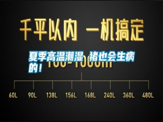 常見問題夏季高溫潮濕 豬也會生病的！