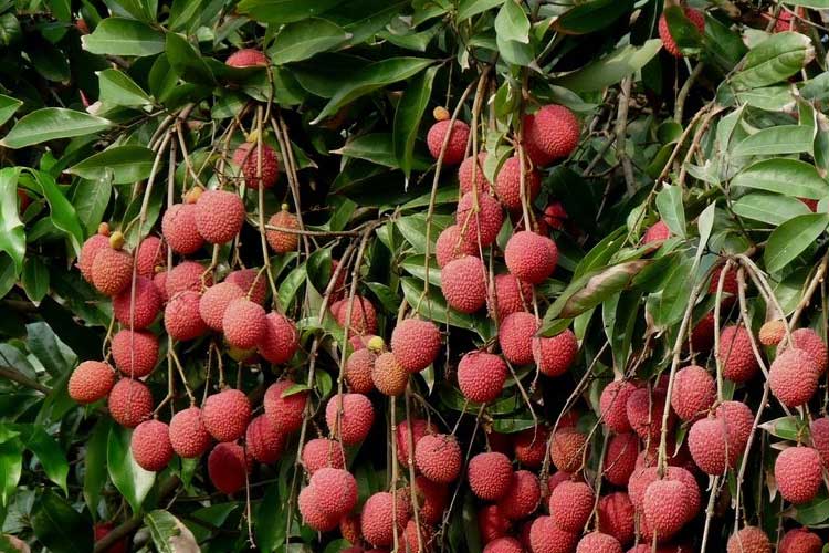 如何選擇荔枝烘干機改善荔枝干果？ 荔枝烘干機