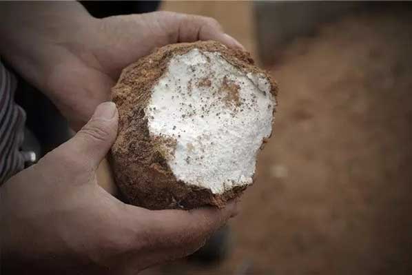 茯苓干燥易碎裂吸濕怎么辦？茯苓烘干機助力企業(yè)規(guī)?；a(chǎn)!